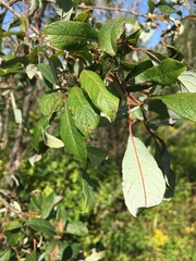 Salix bebbiana