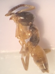 Tapinoma melanocephalum