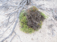 Isopogon ceratophyllus