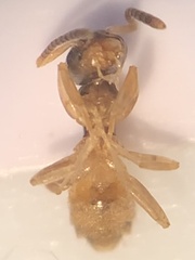 Tapinoma melanocephalum