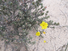Hibbertia crinita