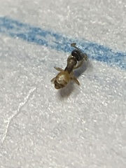 Tapinoma melanocephalum