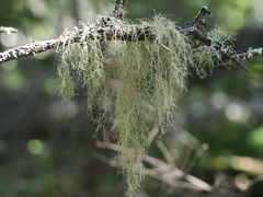 Usnea