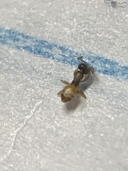 Tapinoma melanocephalum