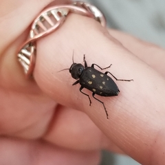 Melanophila consputa