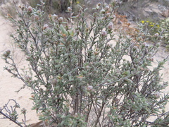 Hibbertia crinita