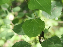 Populus grandidentata