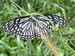 Papilio clytia