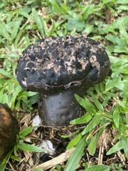 Calvatia craniiformis