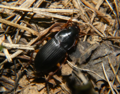 Harpalina