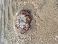 Rhopilema verrilli