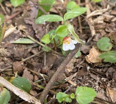Torenia polygonoides
