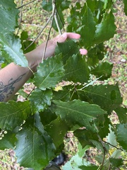 Quercus muehlenbergii