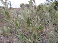 Banksia ornata
