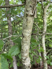 Quercus muehlenbergii