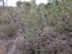 Banksia ornata