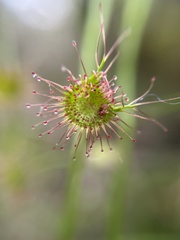 Drosera auriculata