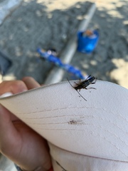 Etorofus obliteratus