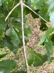 Quercus muehlenbergii