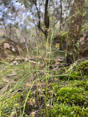 Drosera auriculata