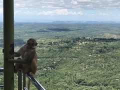 Macaca mulatta
