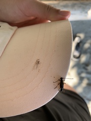 Etorofus obliteratus