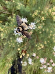 Bombus fraternus