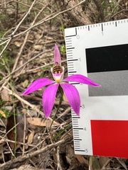 Caladenia quadrifaria
