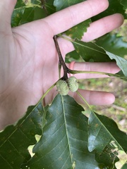 Quercus muehlenbergii