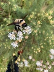 Bombus fraternus