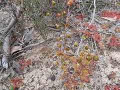 Drosera planchonii