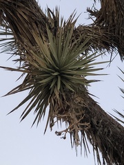Yucca brevifolia