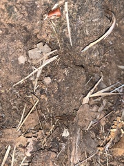 Liometopum occidentale