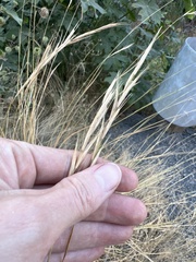 Festuca myuros