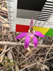 Caladenia quadrifaria