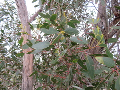 Eucalyptus arenacea