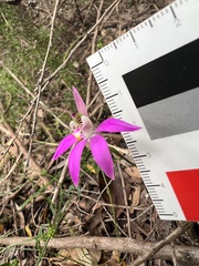 Caladenia quadrifaria