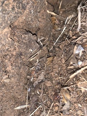 Liometopum occidentale