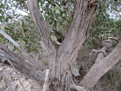 Eucalyptus arenacea