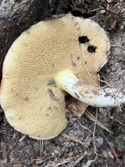 Suillus weaverae