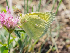 Colias christina