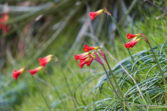 Phycella cyrtanthoides