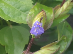 Tradescantieae