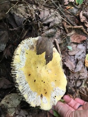 Russula claroflava