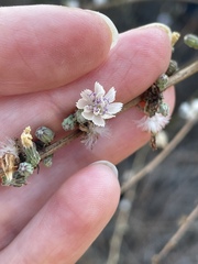 Stephanomeria diegensis