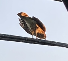 Accipiter cooperii