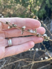 Stephanomeria diegensis