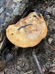 Suillus weaverae