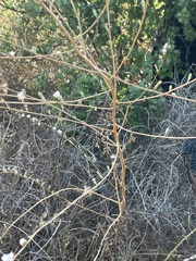 Stephanomeria diegensis