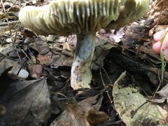 Russula claroflava
